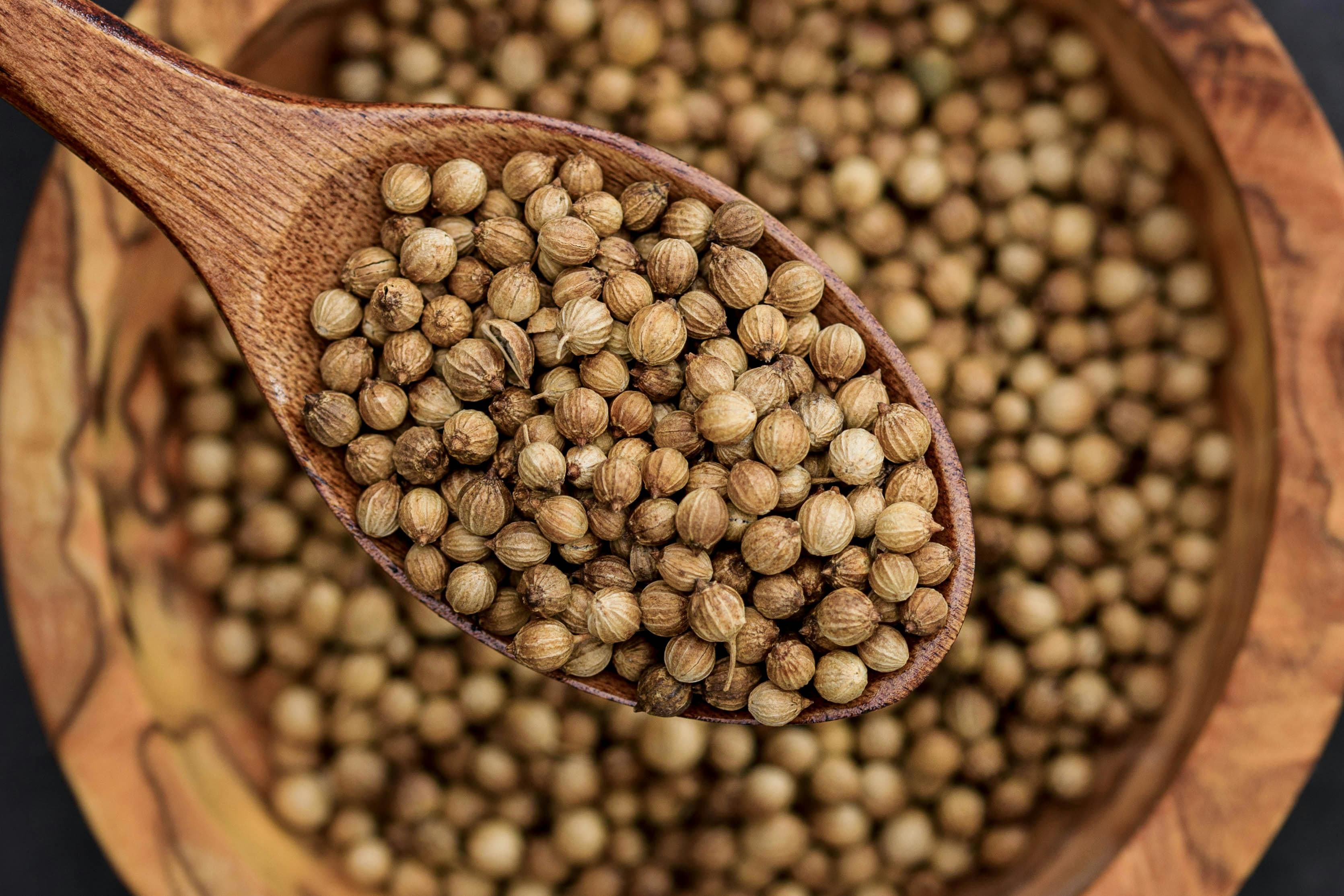 Whole coriander seeds used in Indian cooking