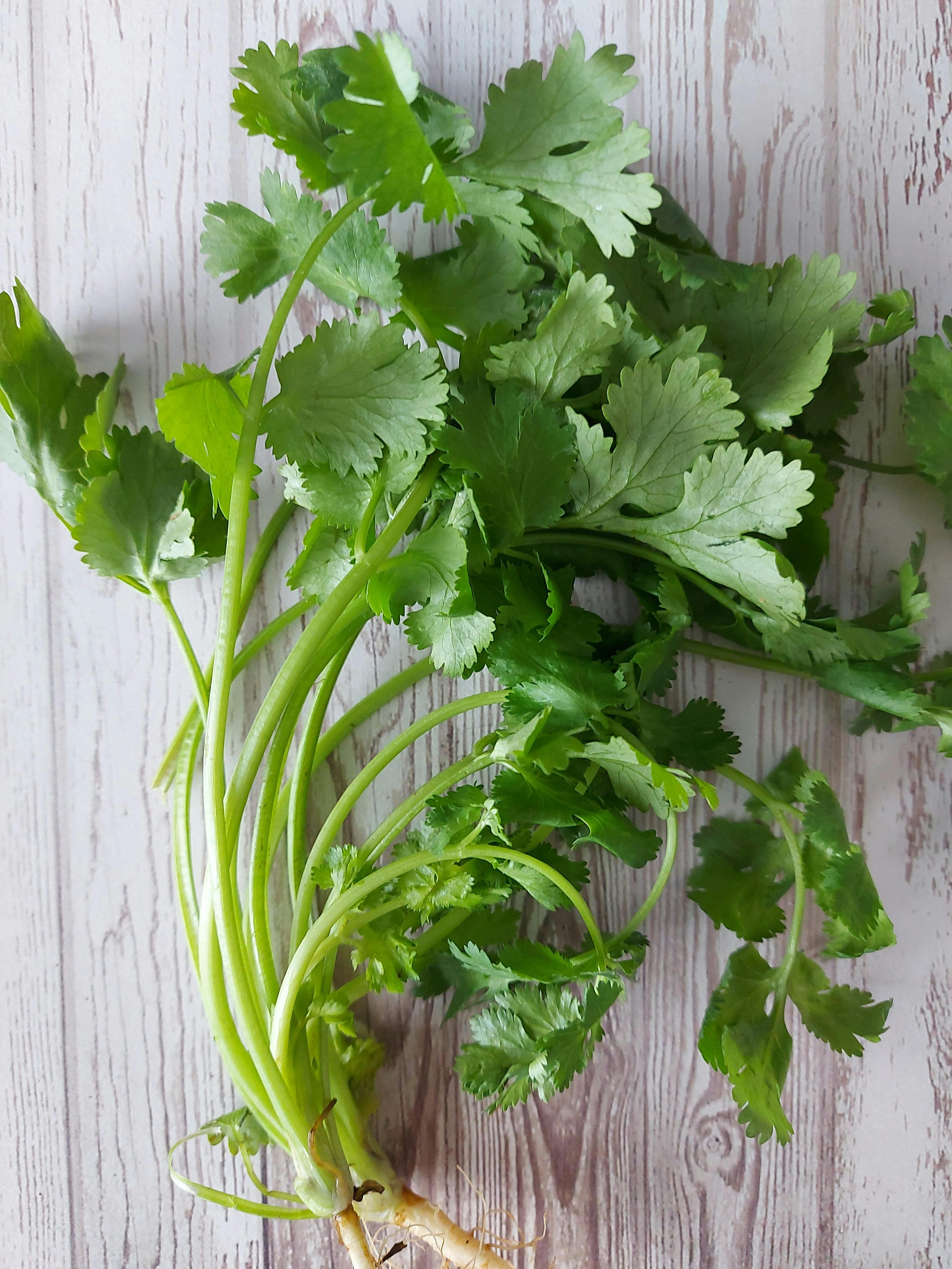 Fresh coriander (cilantro) leaves