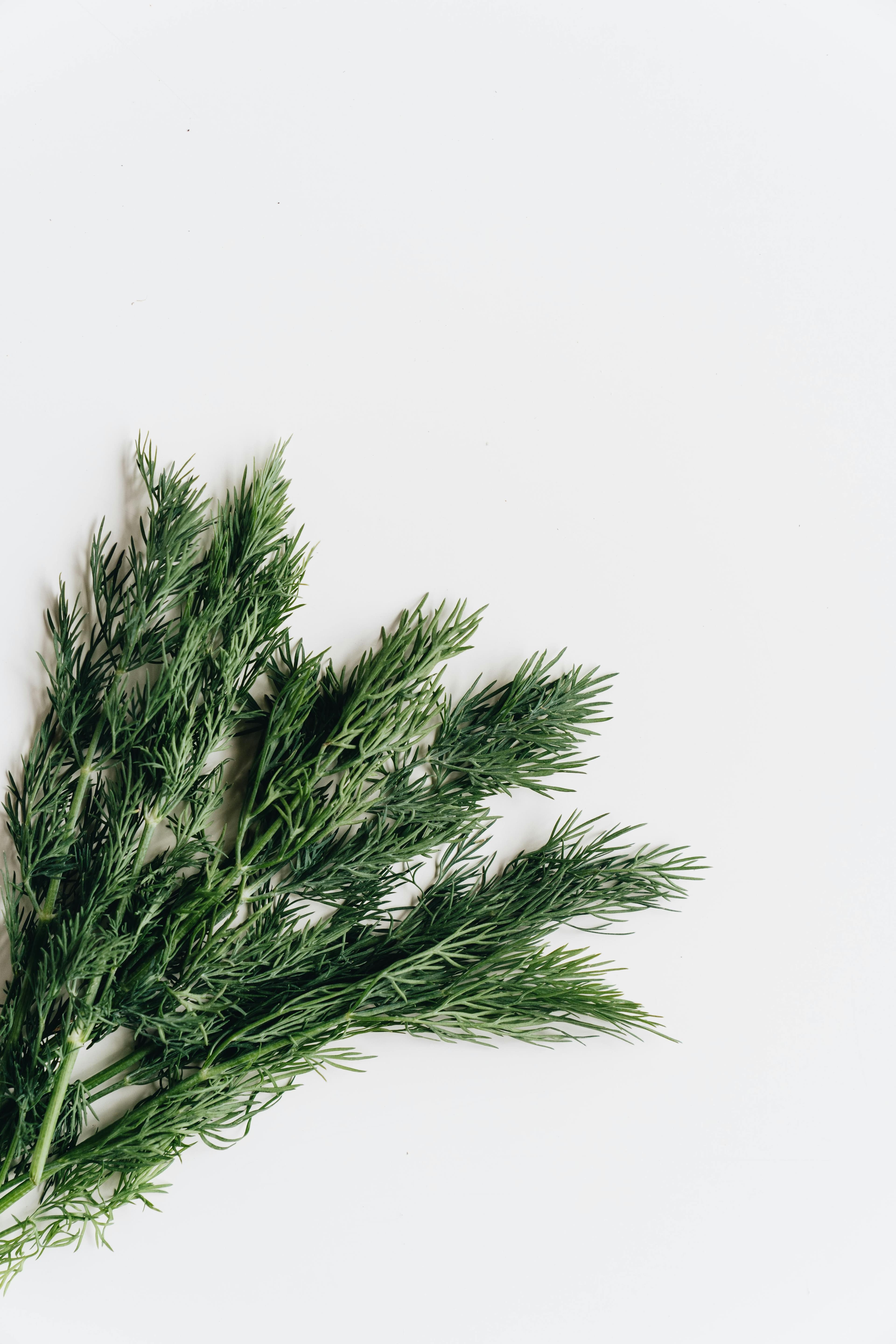 Fresh dill