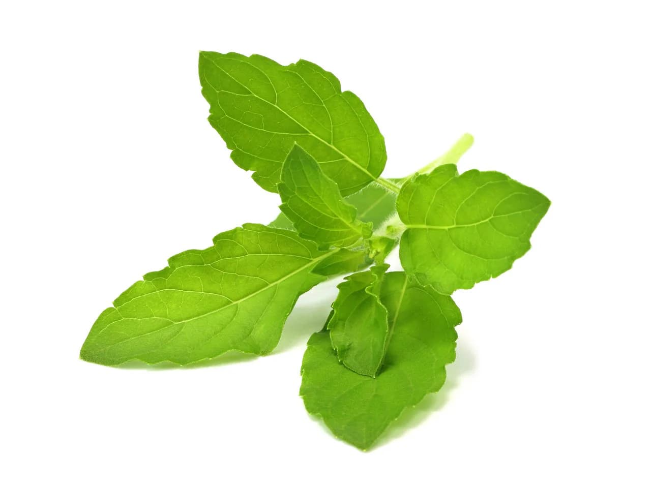 Holy basil (tulsi) leaves