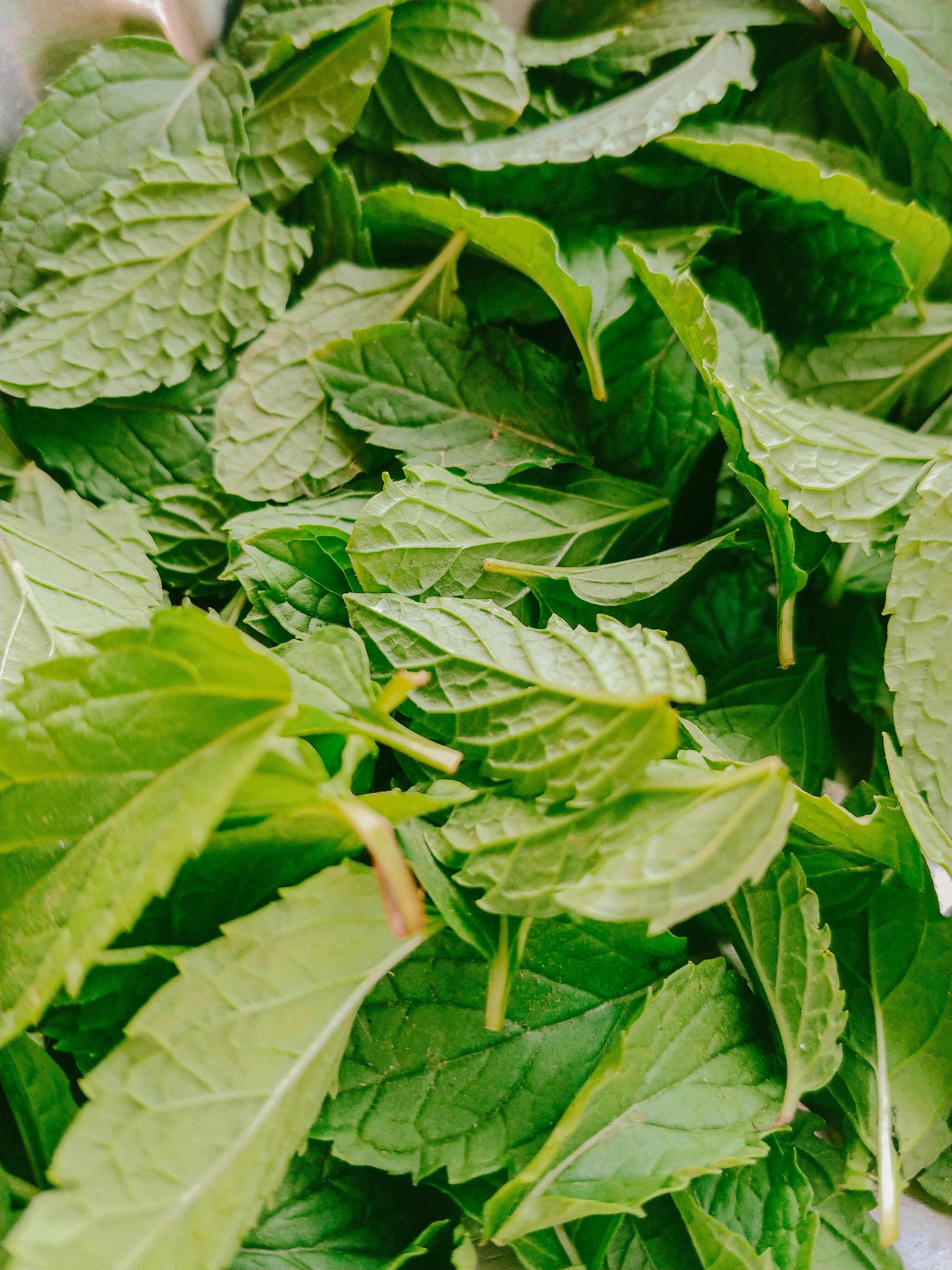 Fresh mint leaves